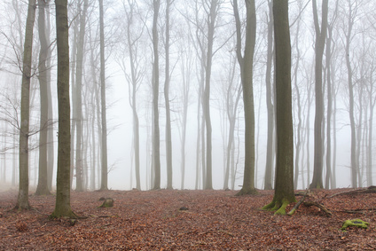 Mist in the forest